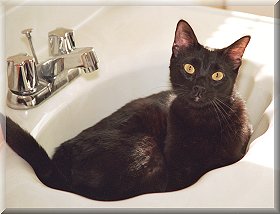 Martin likes to relax in the bathroom sink!
